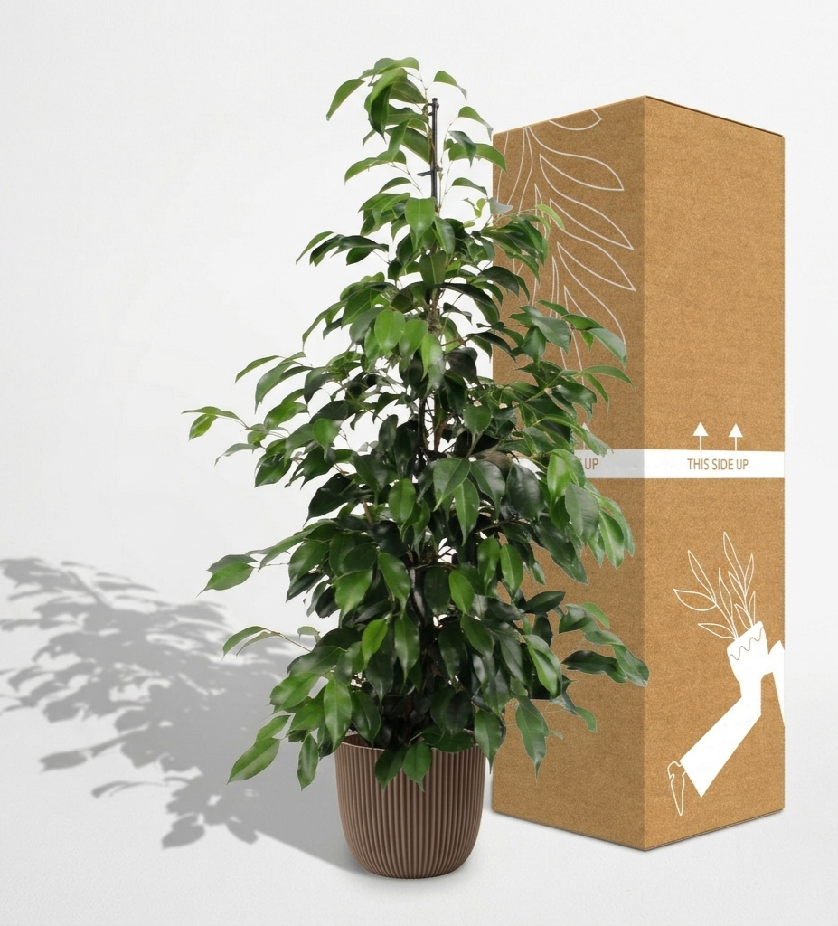 Weeping Fig; Ficus Benjamina Danielle | 95cm