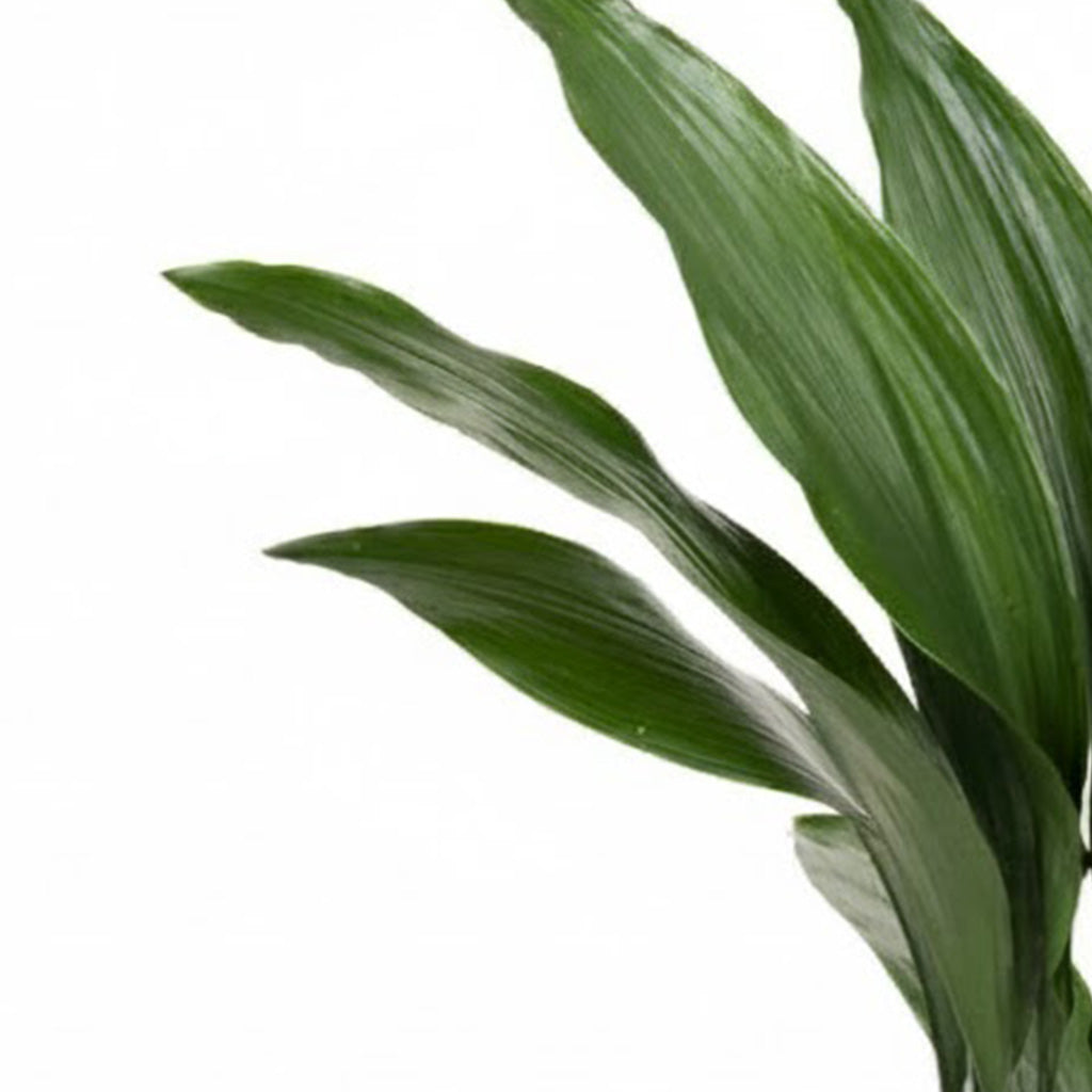 Iron Plant; Aspidistra Elatior | 70cm
