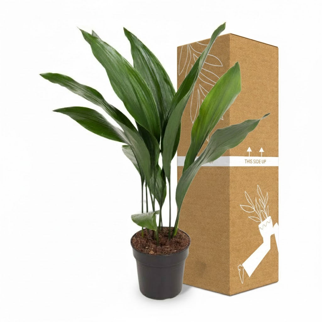 Iron Plant; Aspidistra Elatior | 70cm