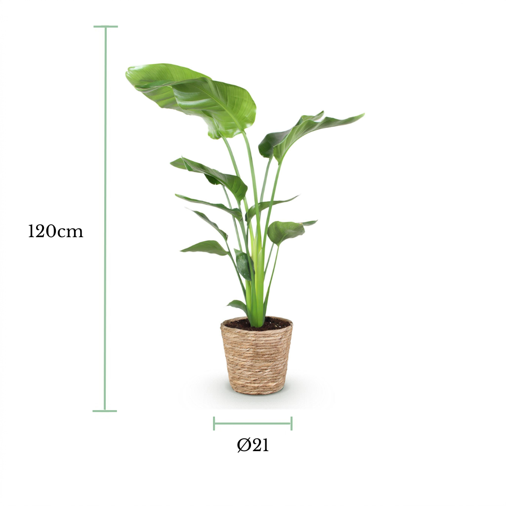 A potted green houseplant with large tropical leaves in a woven natural-fiber pot, shown on a white background with height and diameter measurement labels reading 120cm and Ø21.