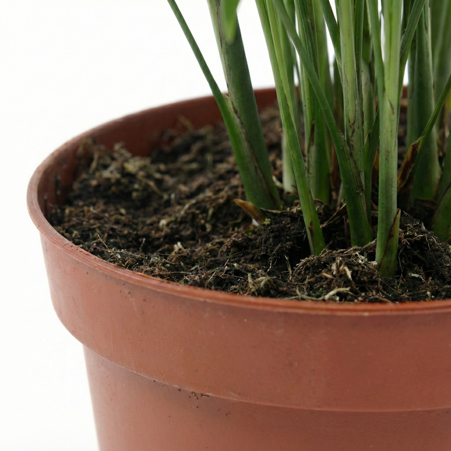 Parlour Palm; Chamaedorea Elegans | 50cm