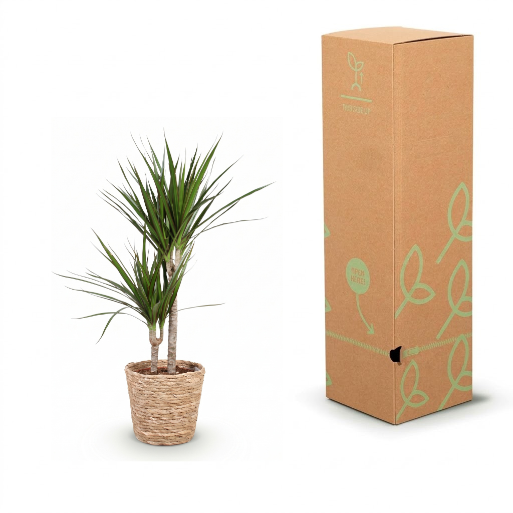 A potted Dracaena massangeana plant with green spiky leaves in a woven basket pot, shown next to its tall brown cardboard packaging box with light green leaf illustrations.