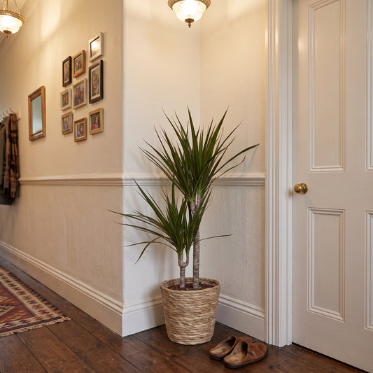 A tall potted dracaena plant in a woven basket pot placed in a hallway corner next to a white door, with a pair of brown shoes on the floor and framed wall art on the wall.