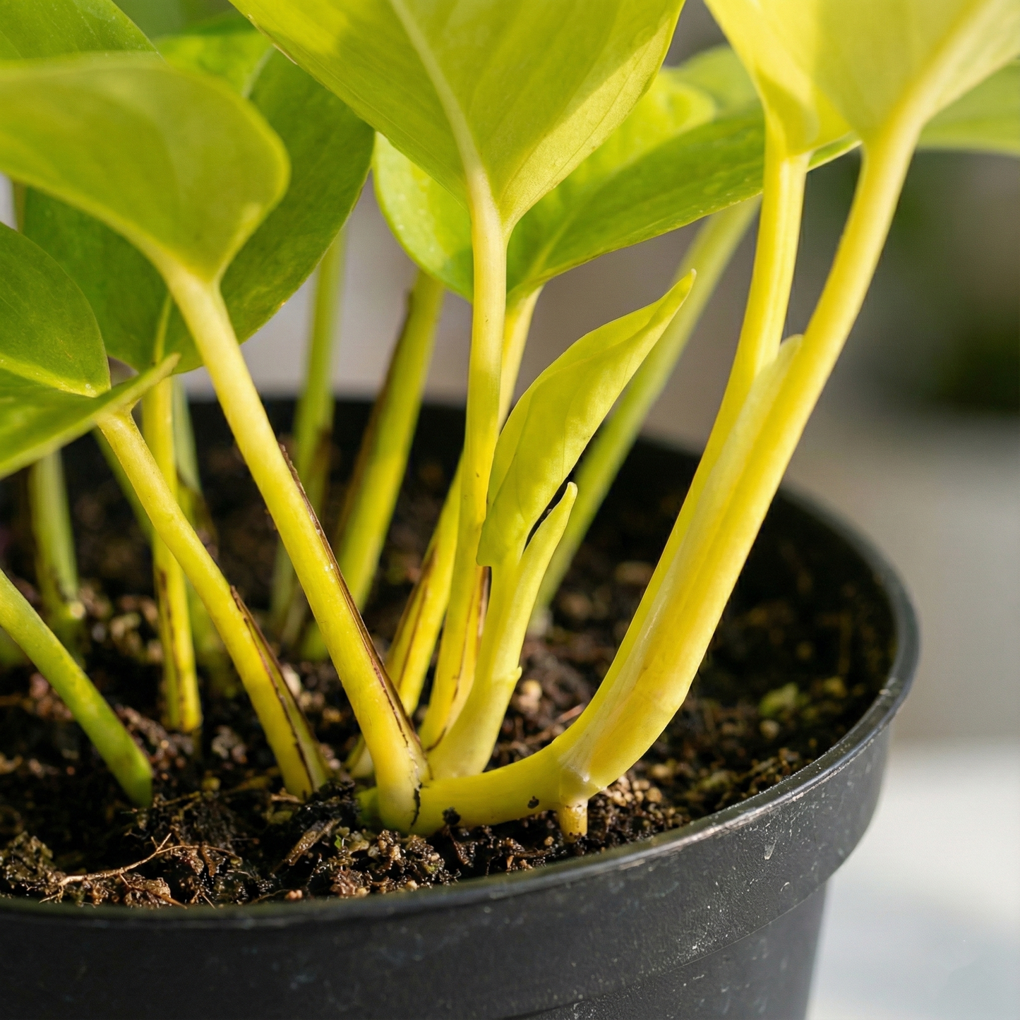 Golden Pothos; Epipremnum | 15cm