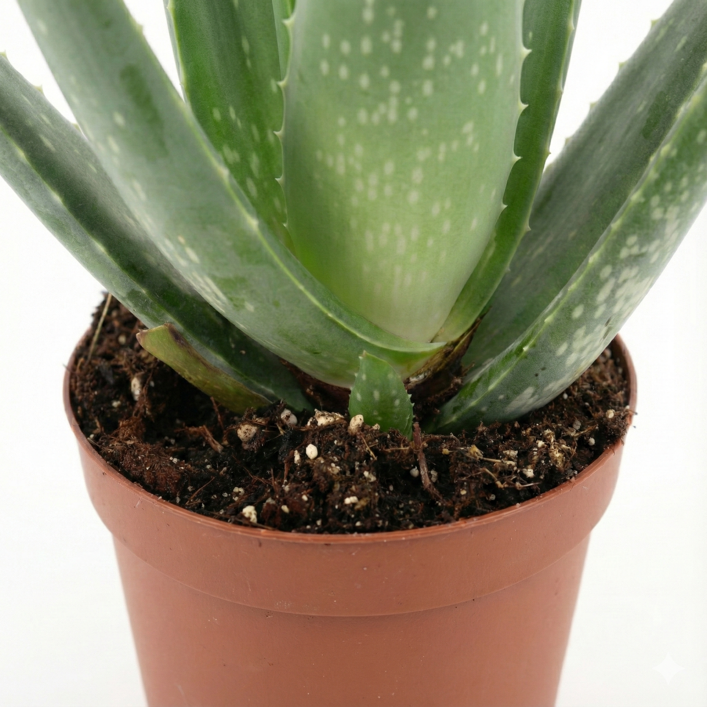 Aloe Vera; Aloe Barbadensis Miller | 45cm