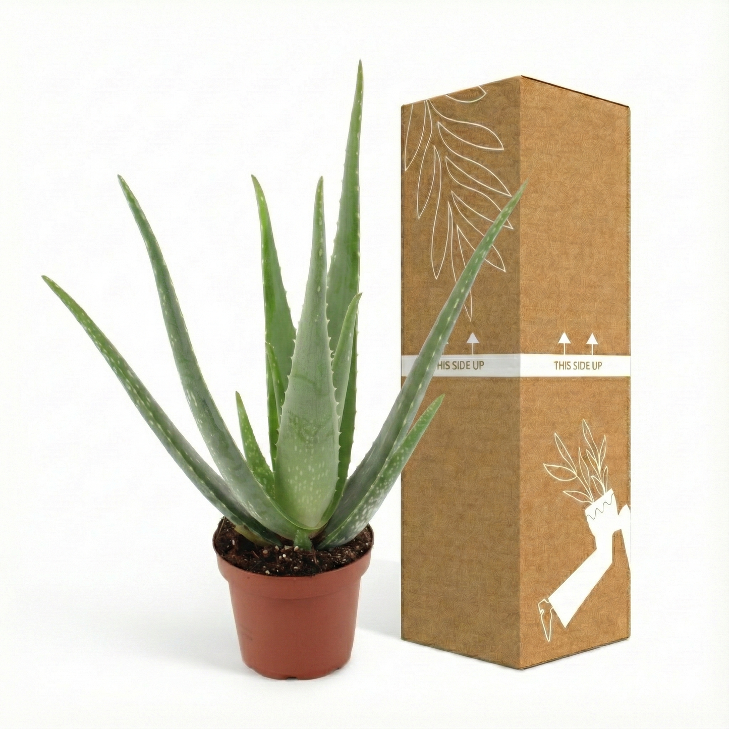 Aloe Vera; Aloe Barbadensis Miller | 70cm