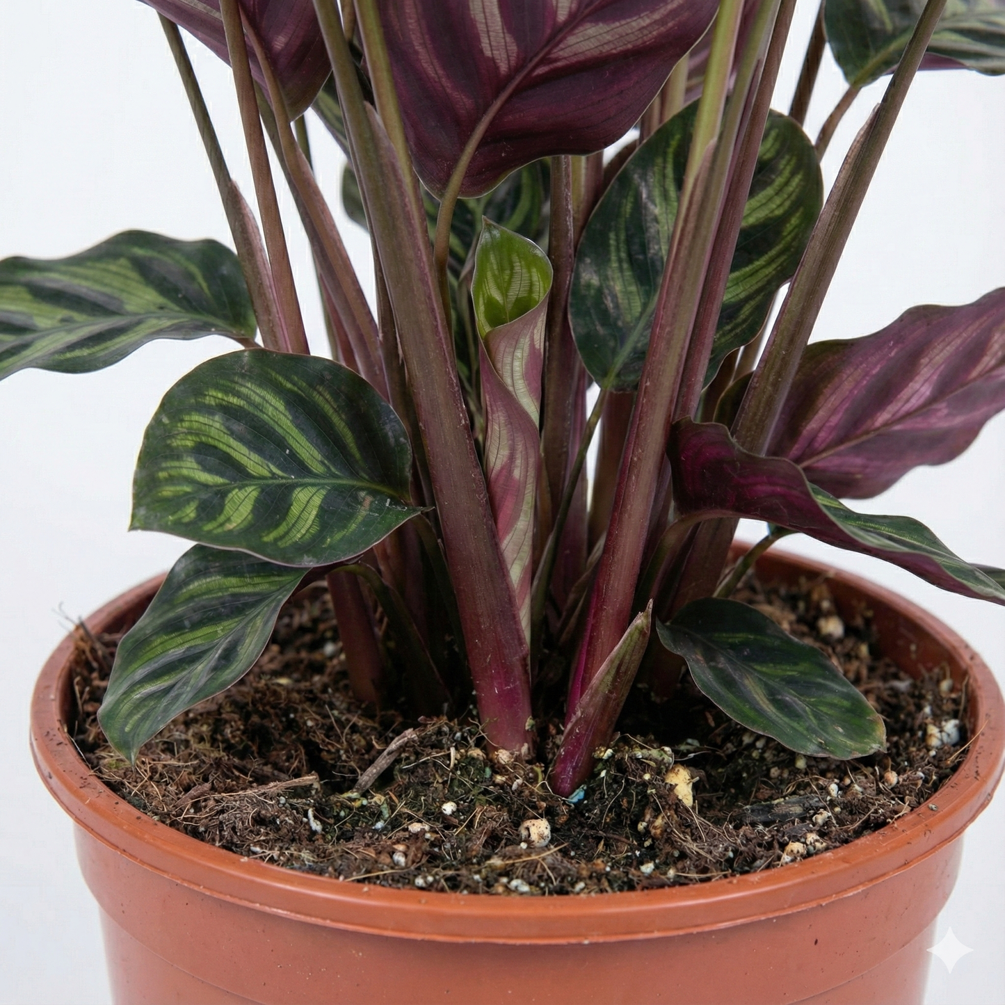Peacock Plant; Calathea Makoyana | 70cm