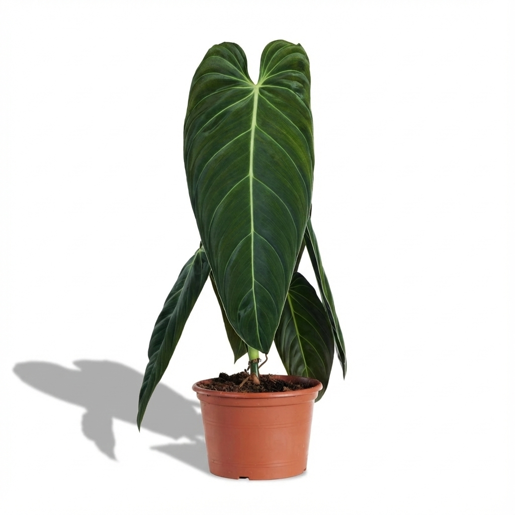 black gold philodendron philodendron melanochrysum Black Gold Philodendron