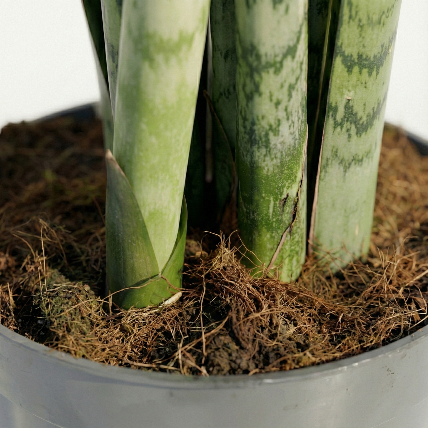 Snake Plant; Sansevieria Spearmint | 55cm