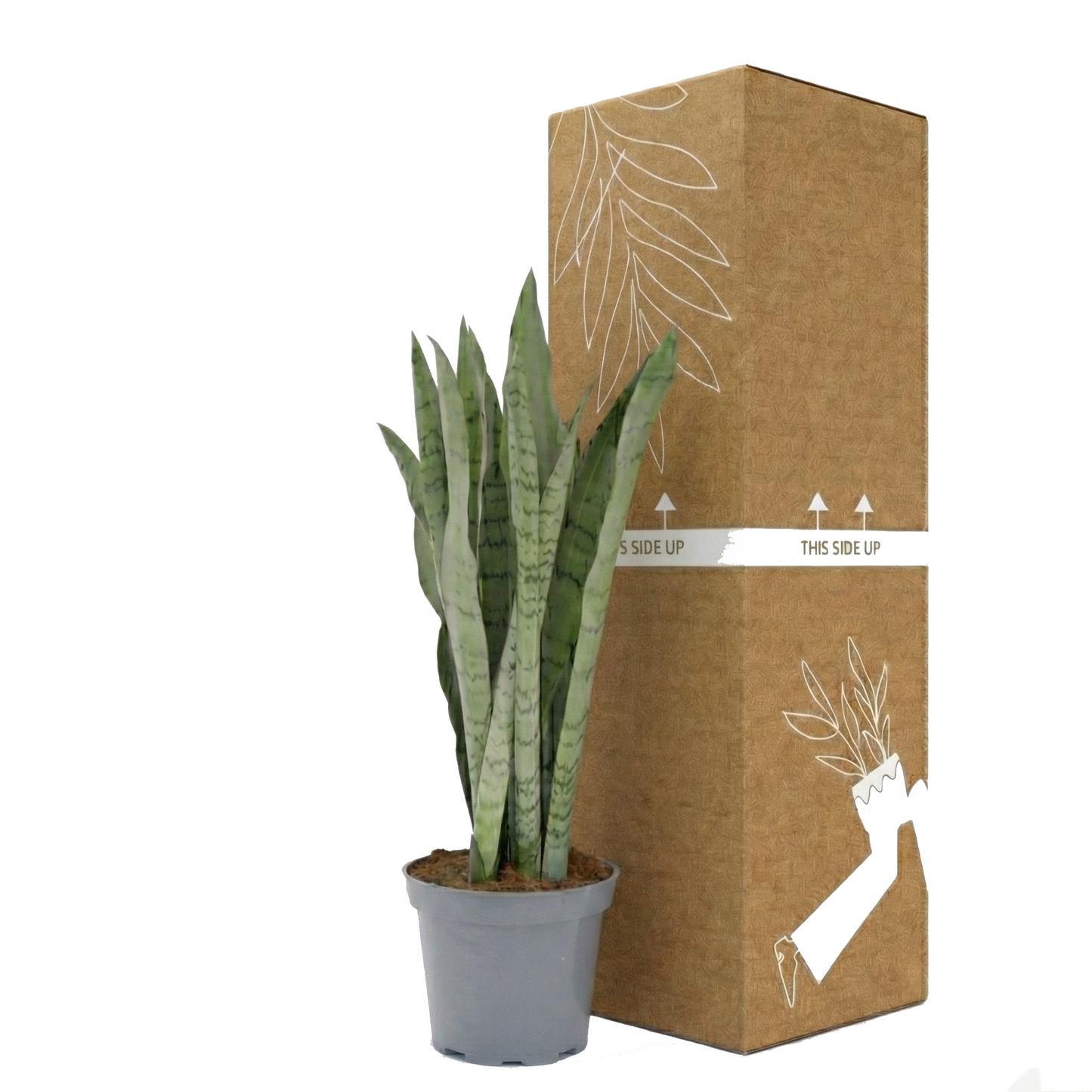 Snake Plant; Sansevieria Spearmint | 55cm