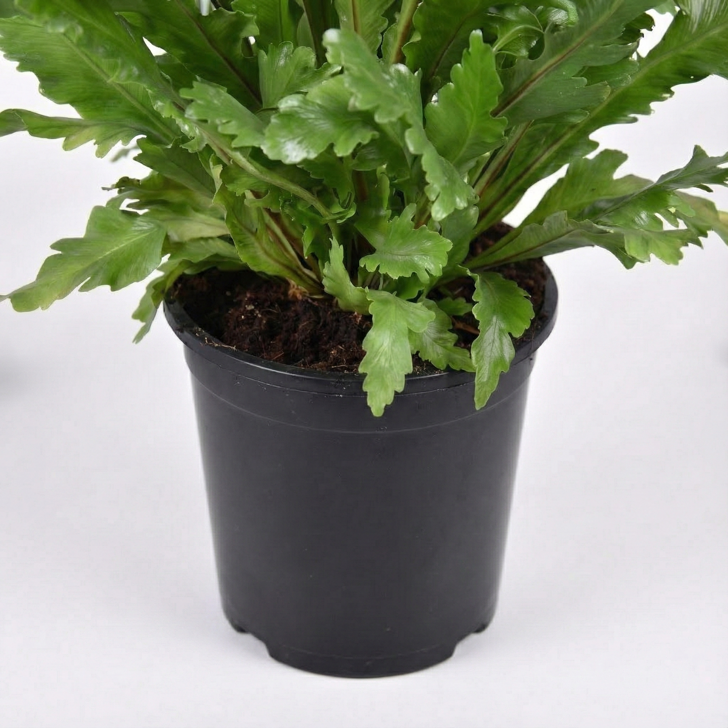 The Bird's Nest Fern; Asplenium Nidus | 60cm