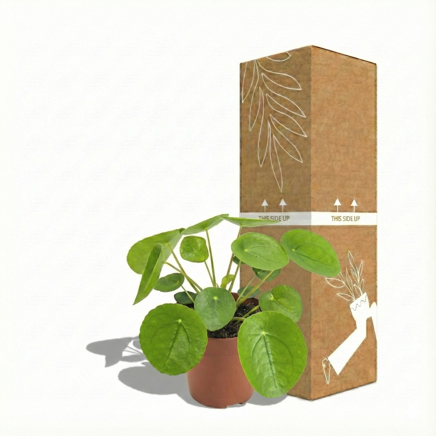 Chinese Money Plant; Pilea Peperomioides | 20cm