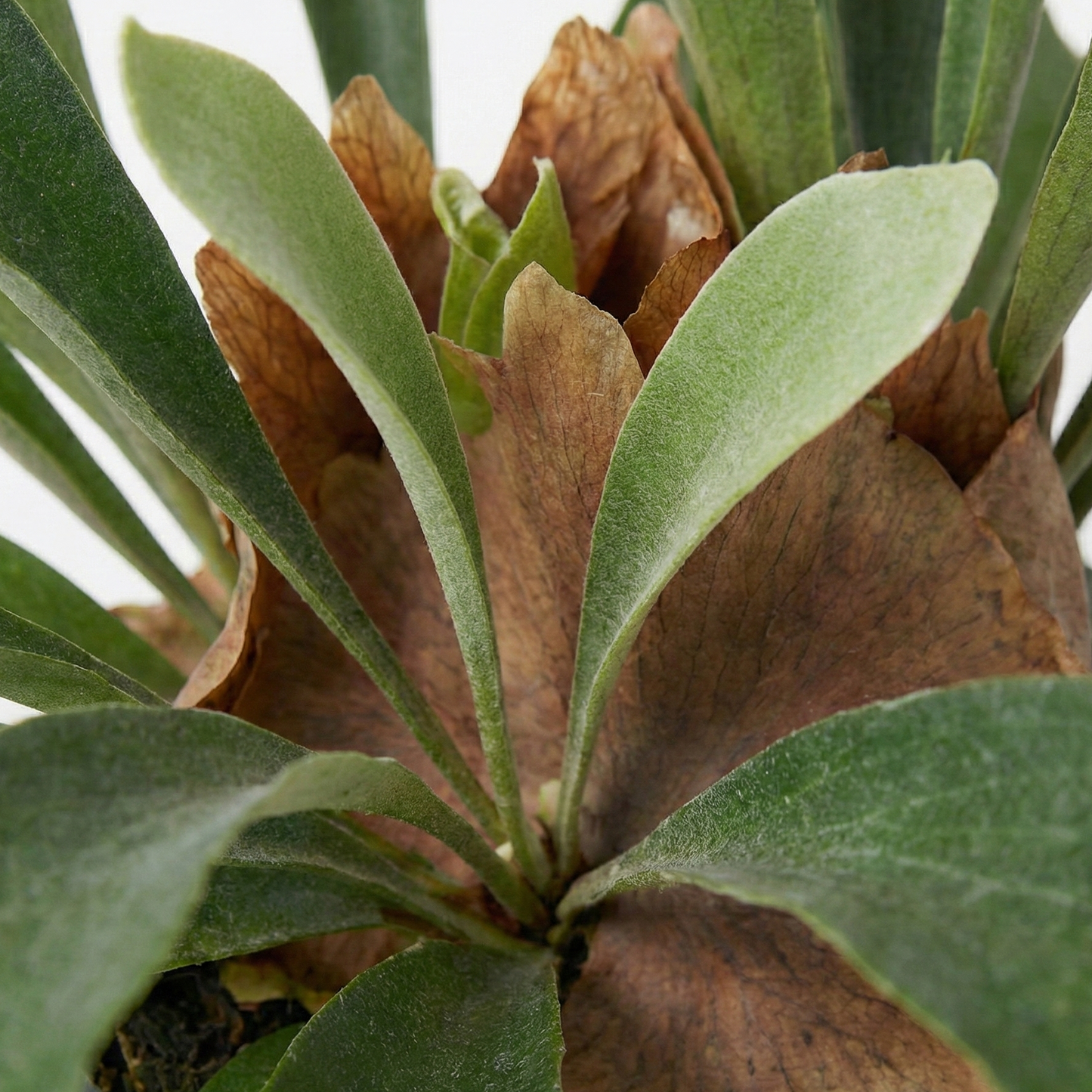 Staghorn Ferns; Platycerium Bifurcatum | 50cm
