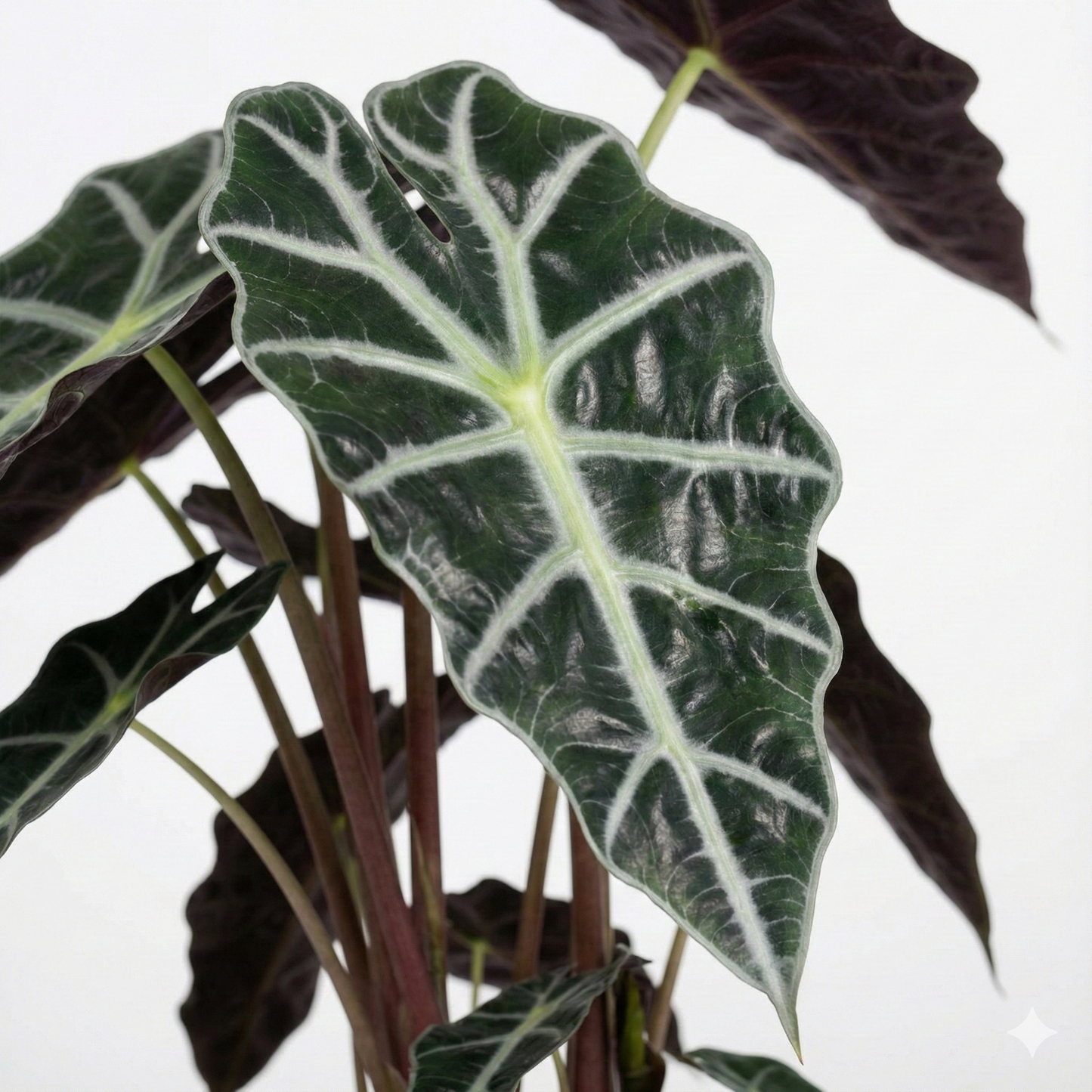 African Mask Plant; Alocasia Polly | 45cm