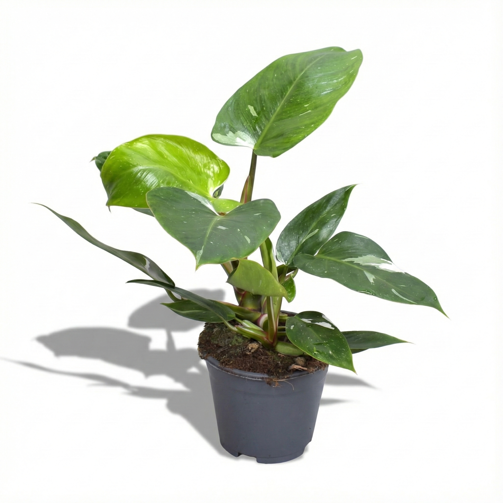 philodendron snow white Snow Princess