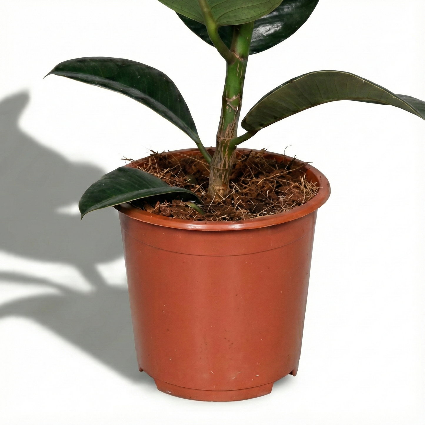 Rubber Plant; Ficus Elastica Robusta | 65cm