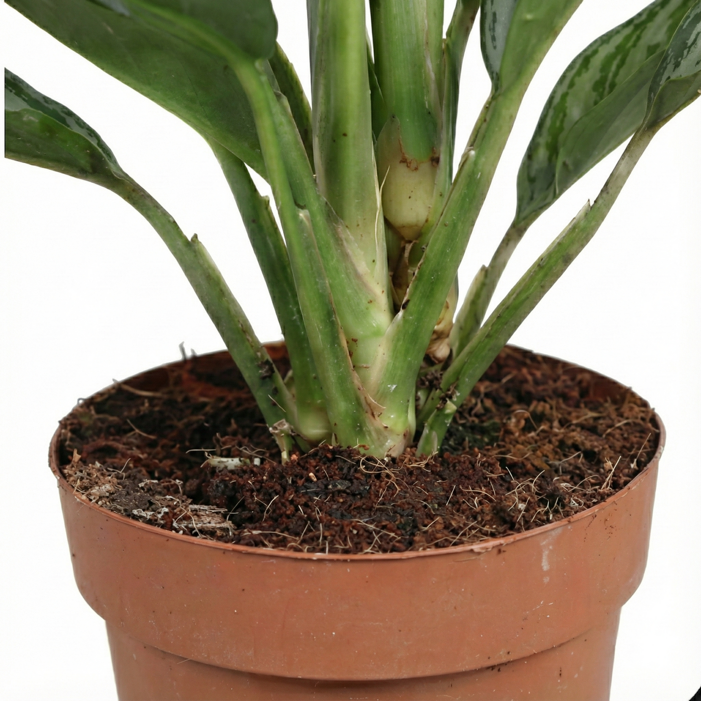 Chinese Evergreen; Aglaonema Silver Bay | 55cm