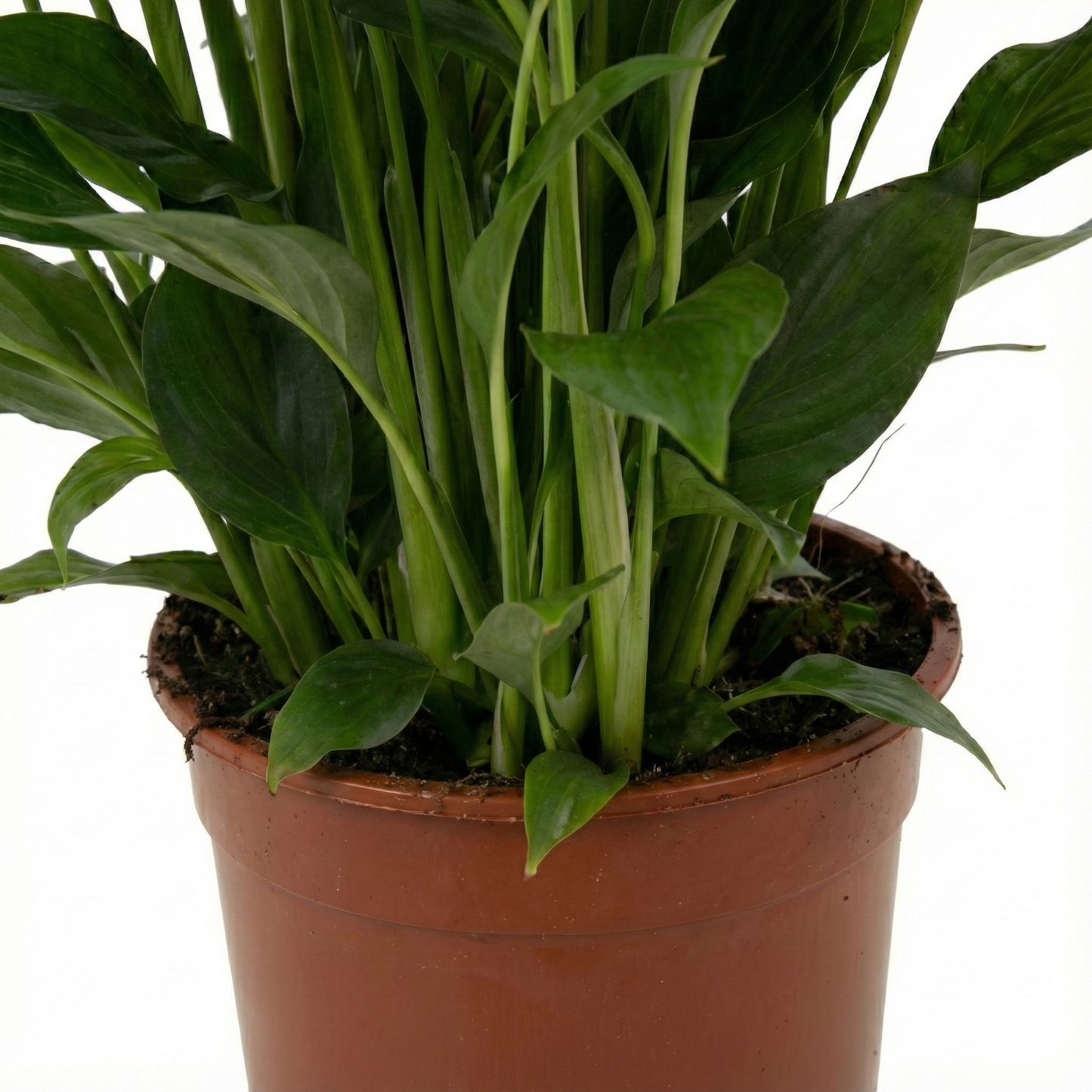 Peace Lily; Spathiphyllum Torelli | 65cm