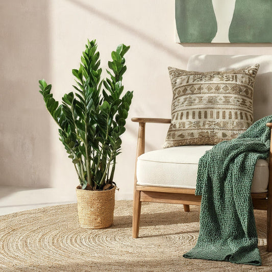 Potted plant next to a chair with a patterned pillow and green blanket in a room.