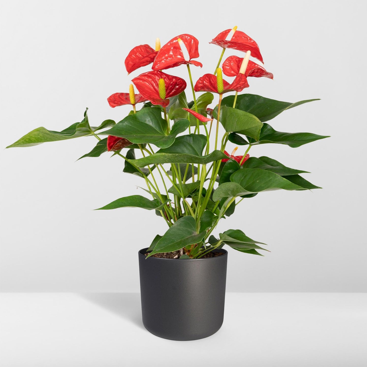 Ruby | 55cm