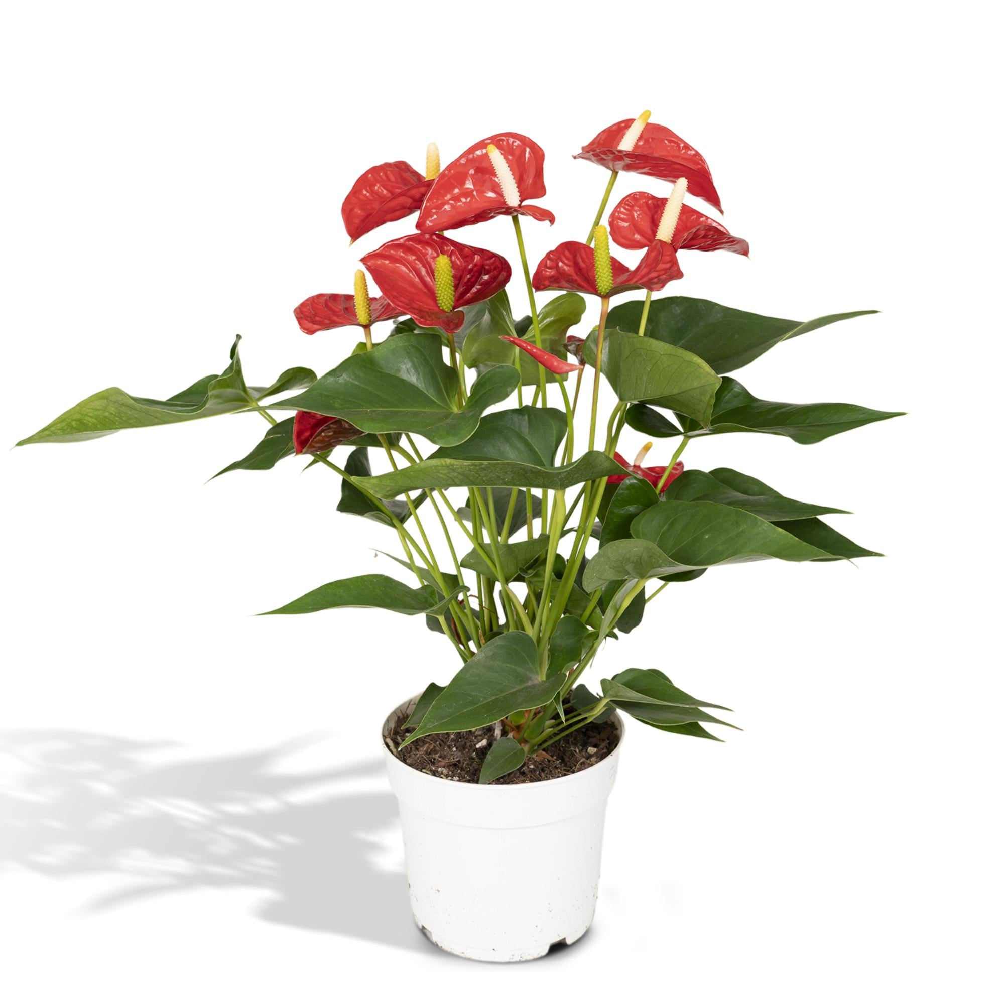 Ruby | 55cm