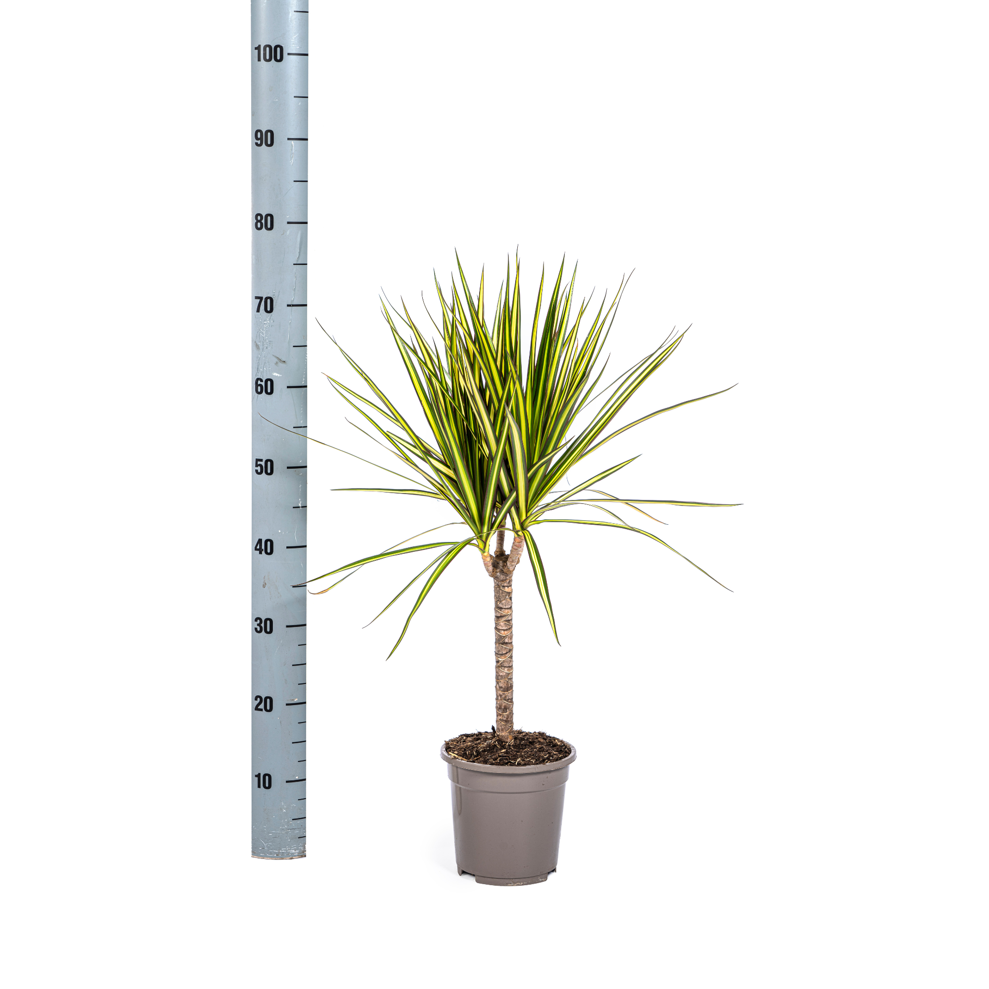 Mara | 60cm