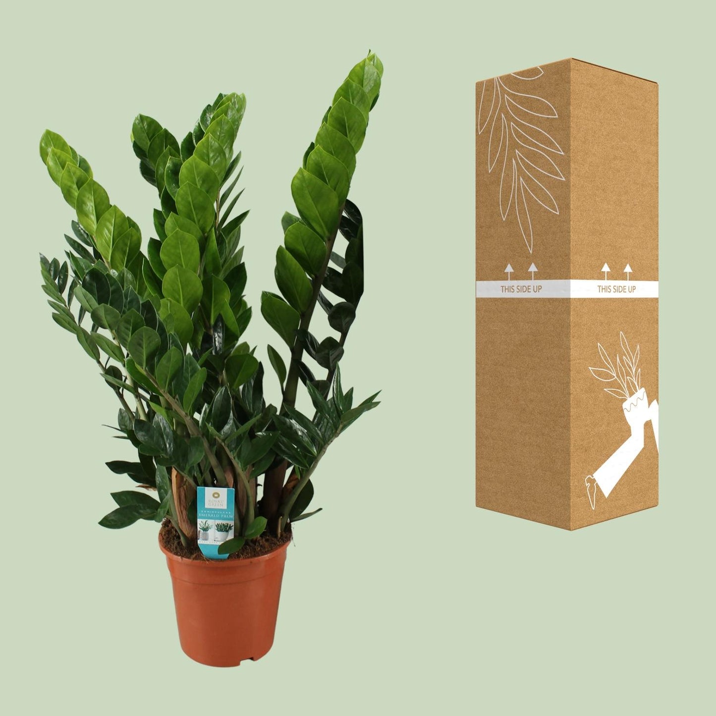 Zara | 80cm