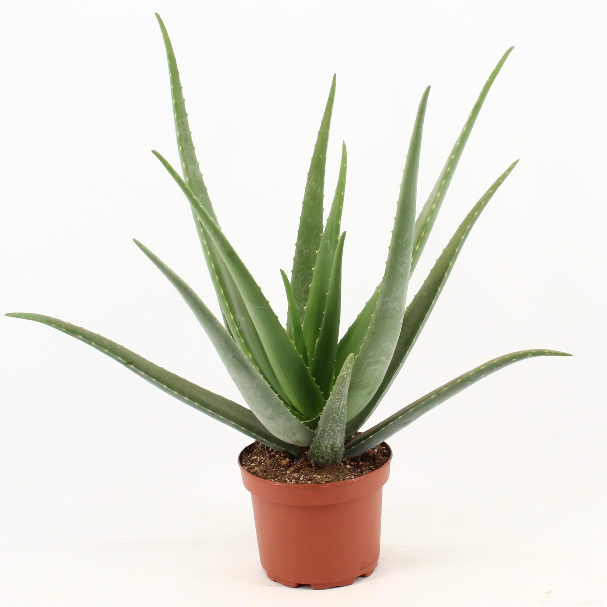 Lola | 70cm