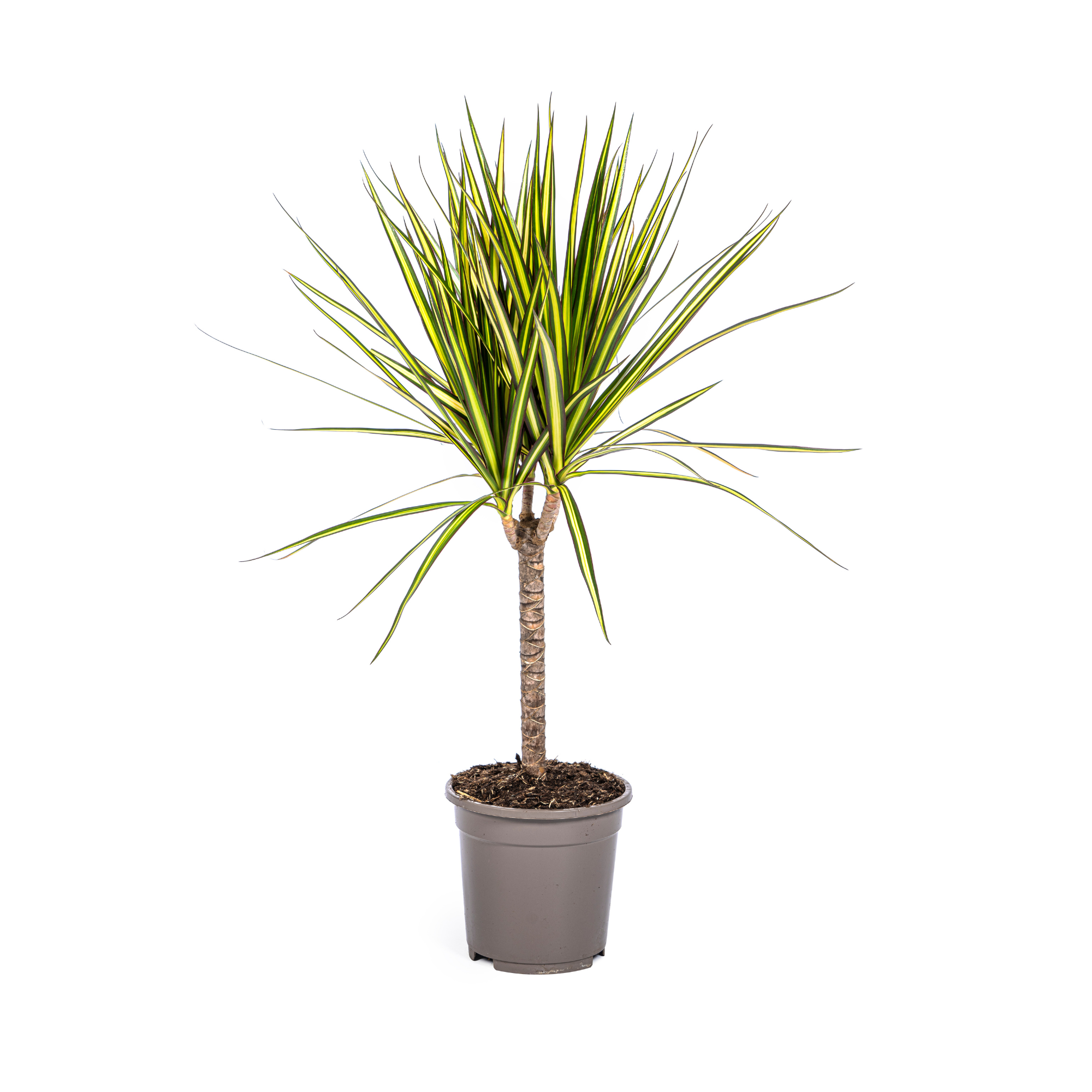 Mara | 60cm