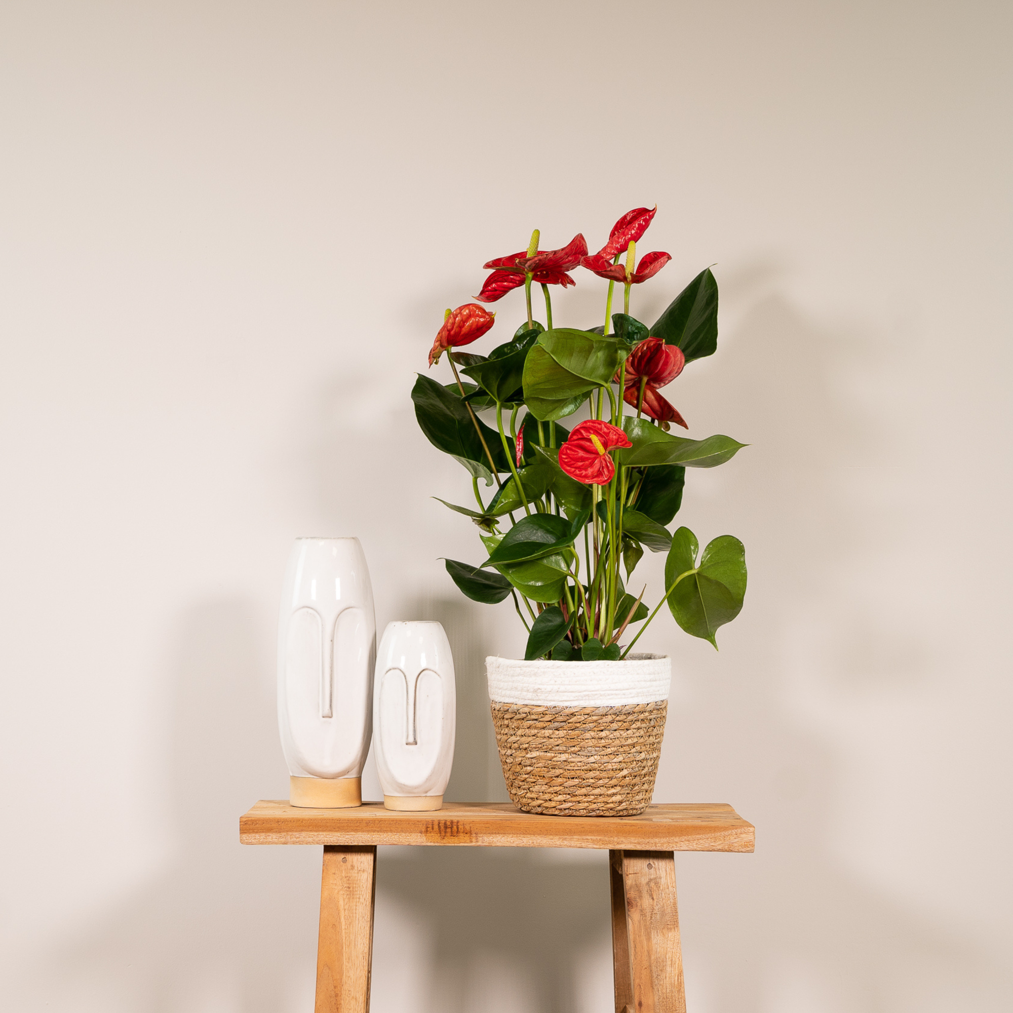 Ruby | 55cm