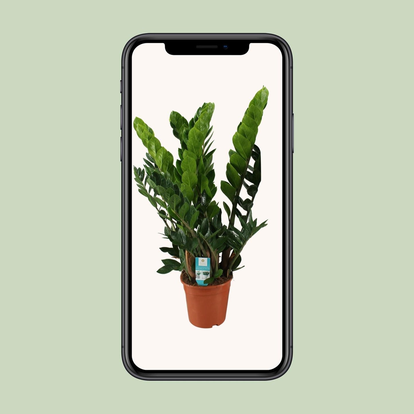 Zara | 80cm