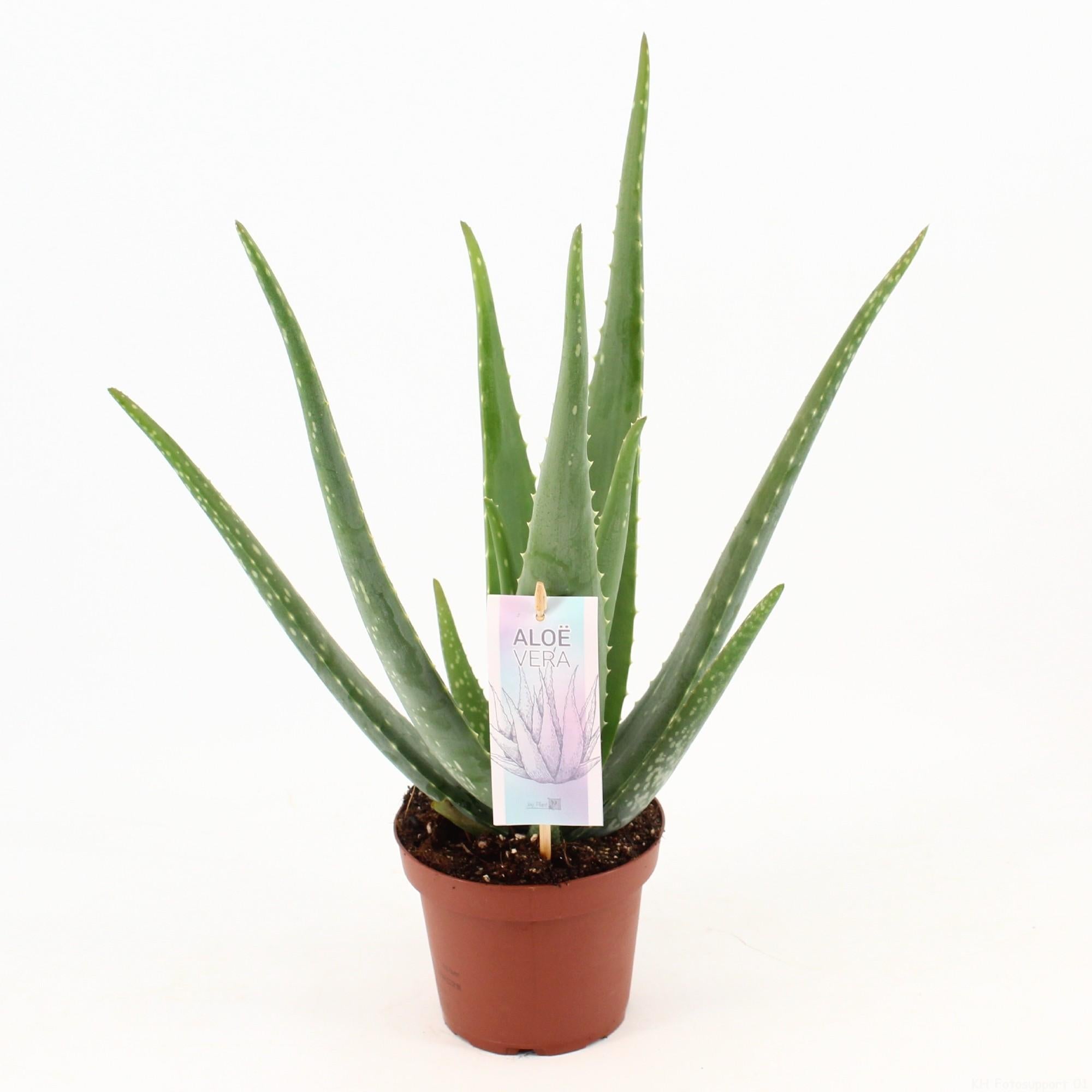 Lola | 45cm