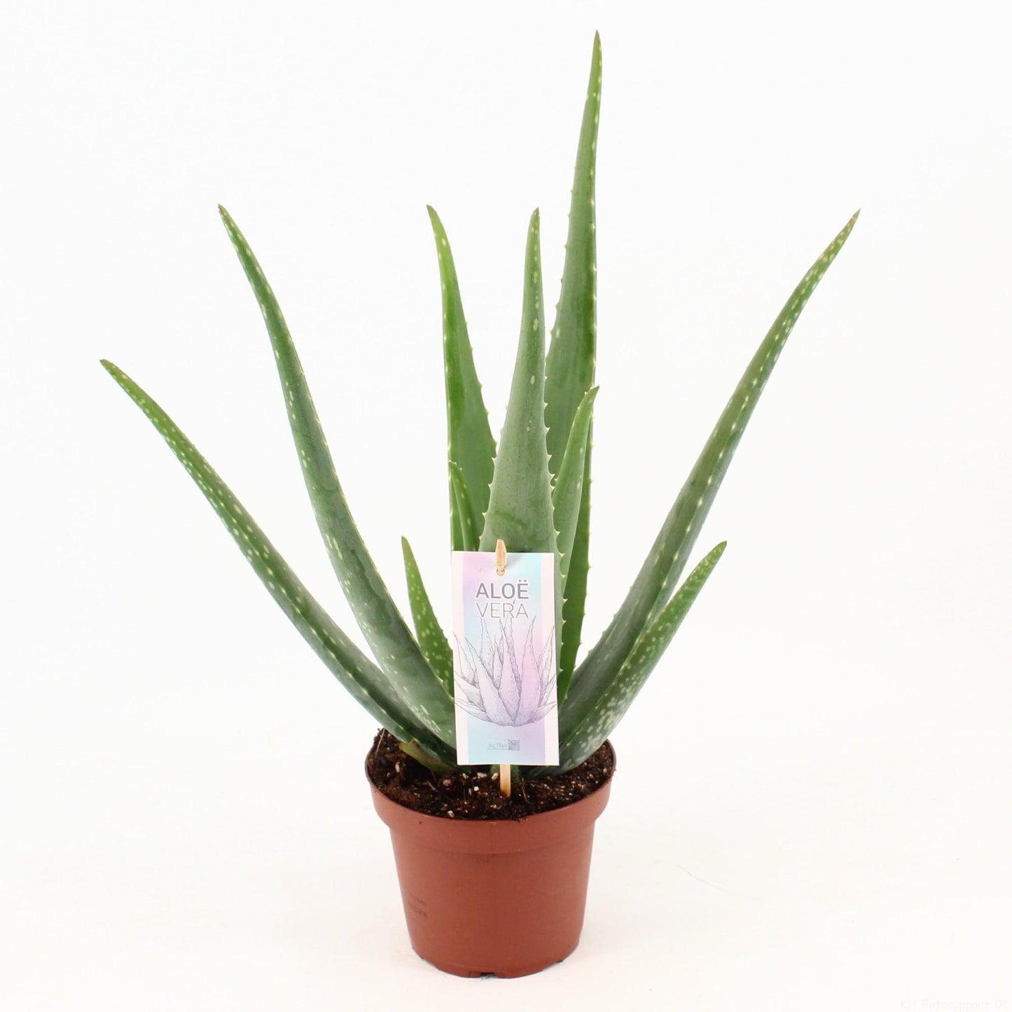 Lola | 45cm