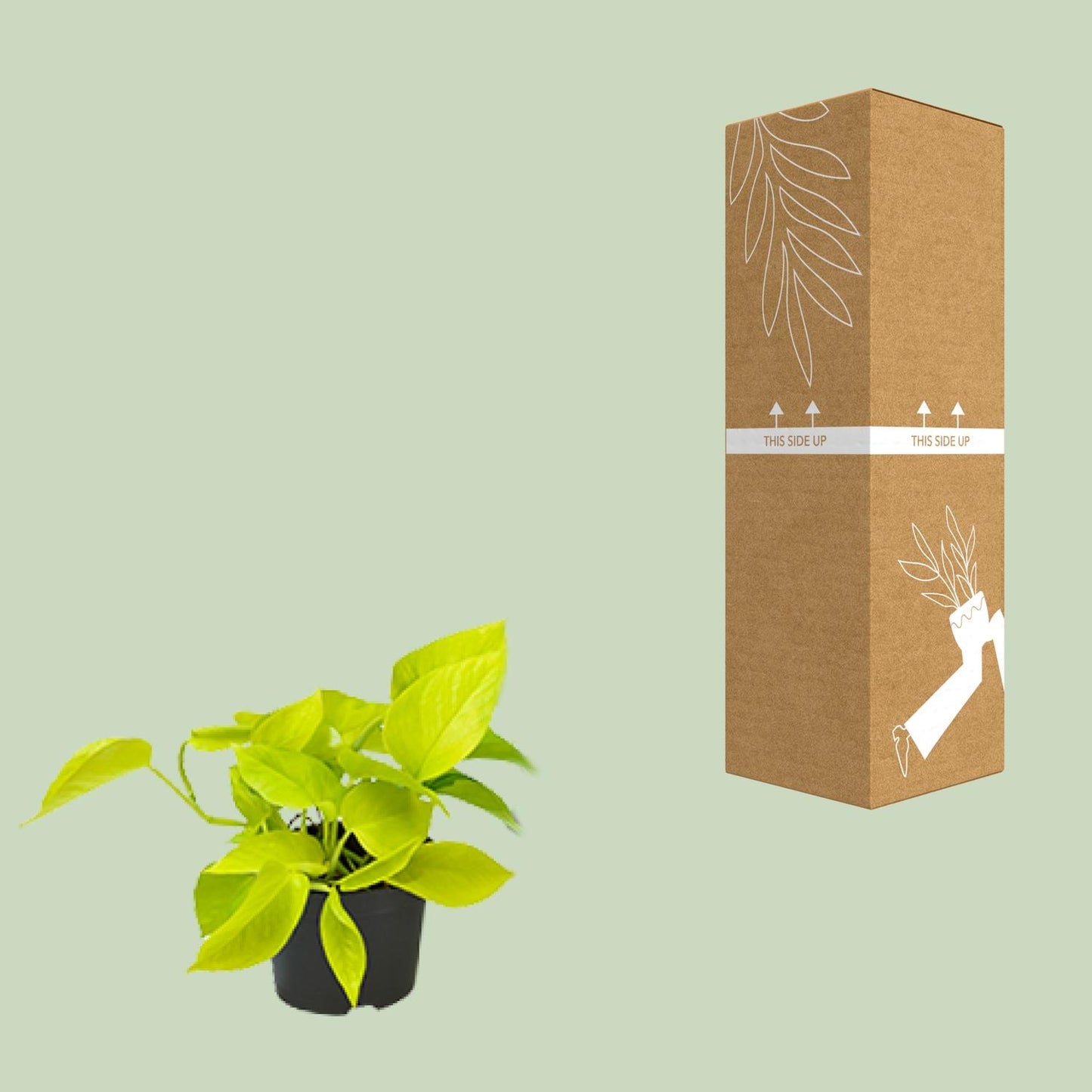 Eppie | 15cm