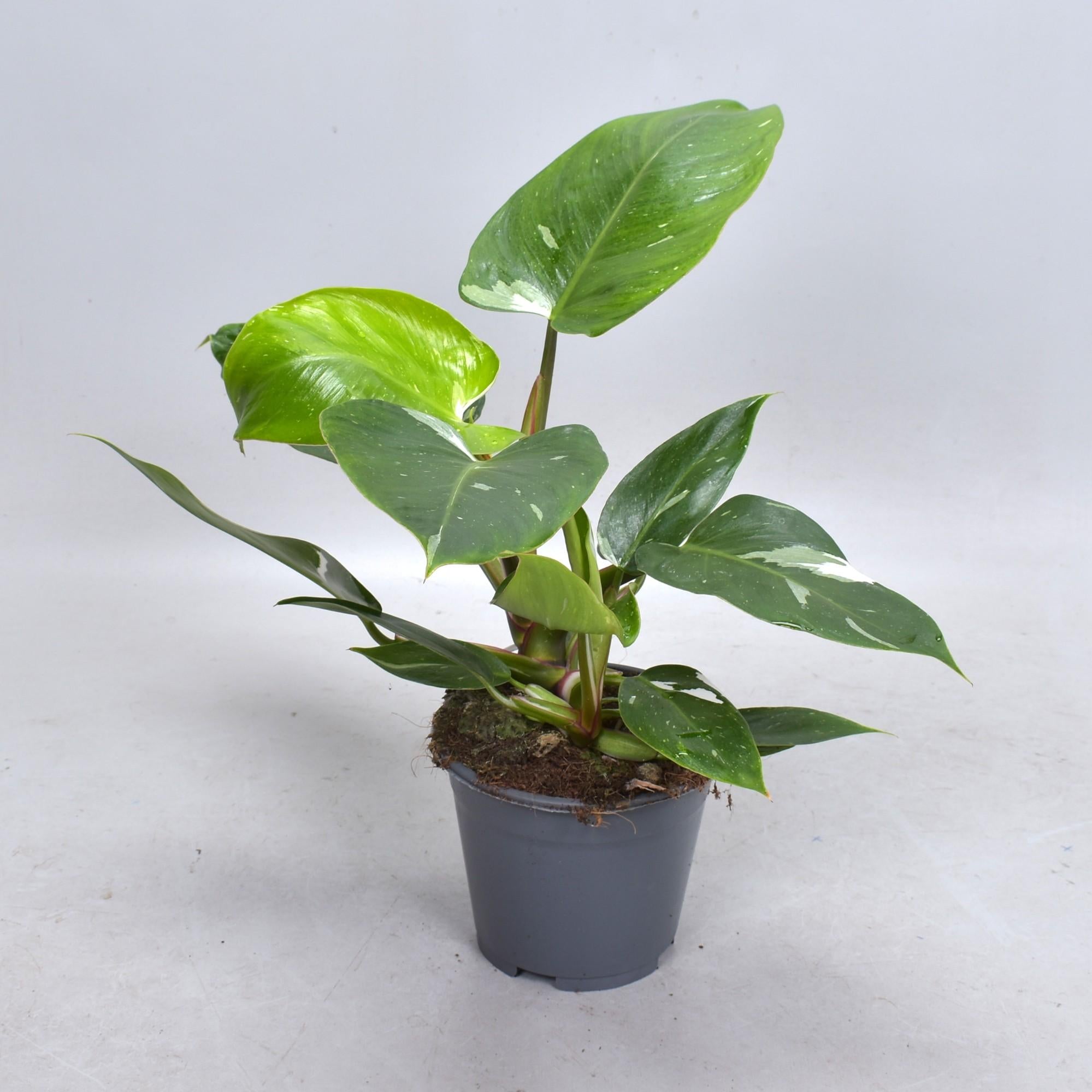 Prissy | 35cm