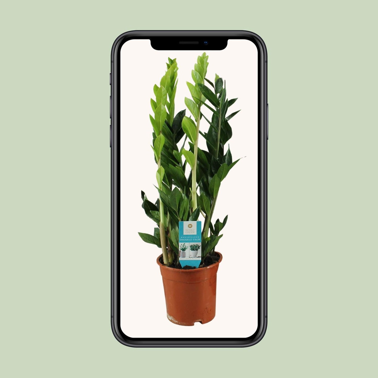Zara | 65cm