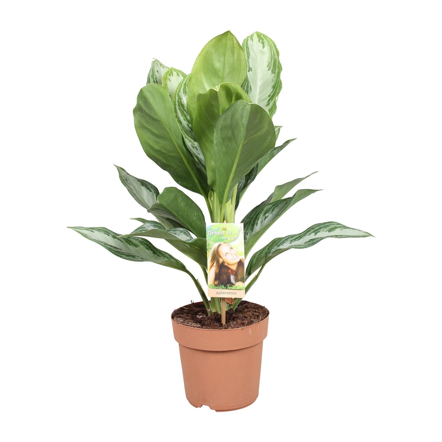 Sylvie | 55cm