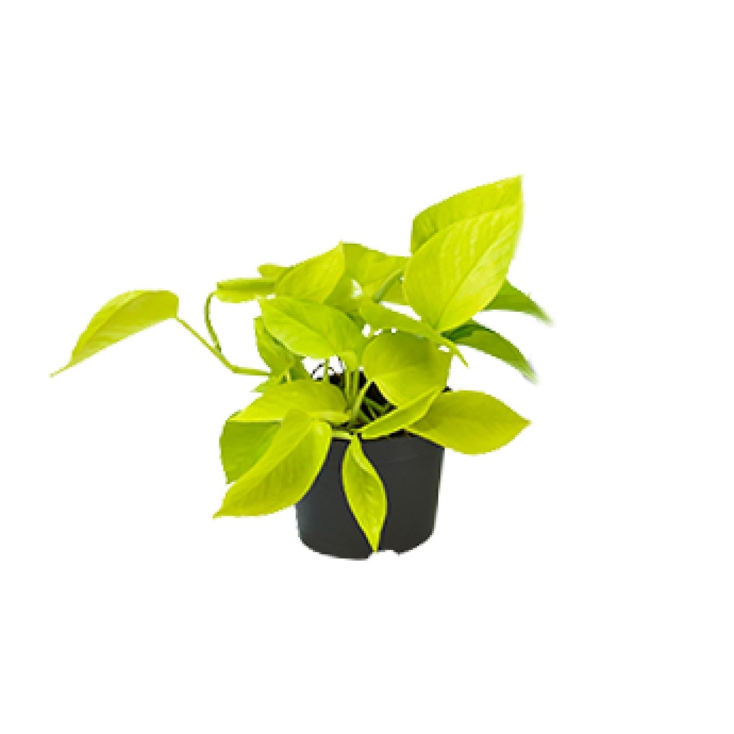 Eppie | 15cm