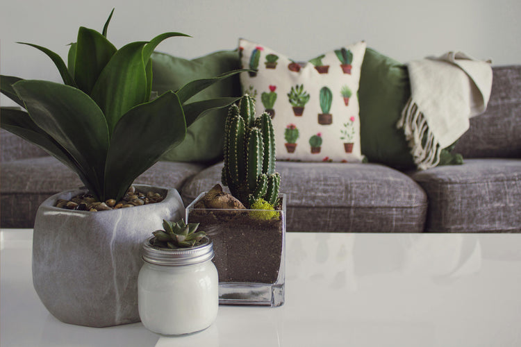 Living Room Plants