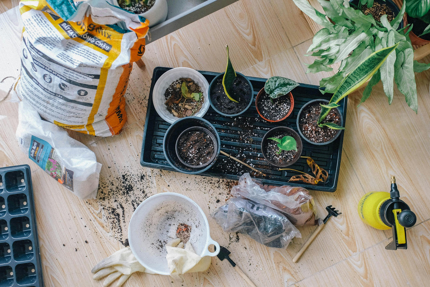 Indoor Plant Care