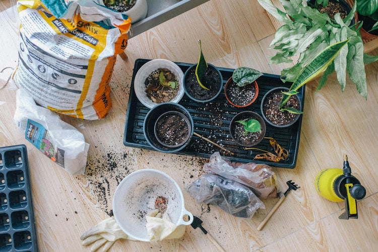 Indoor Plant Care