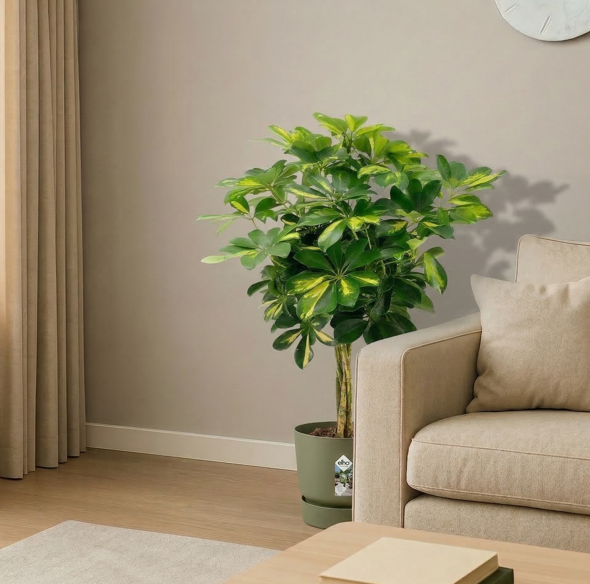 Umbrella Plant; Schefflera Arboricola | 75cm