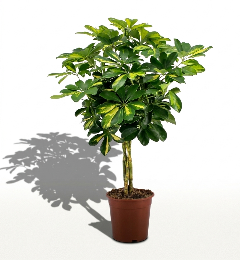 Umbrella Plant; Schefflera Arboricola | 75cm