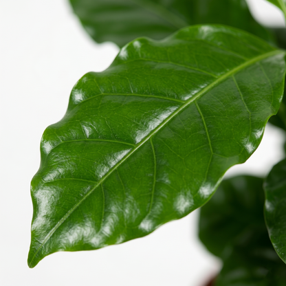 Arabica Coffee; Coffea Arabica | 25cm