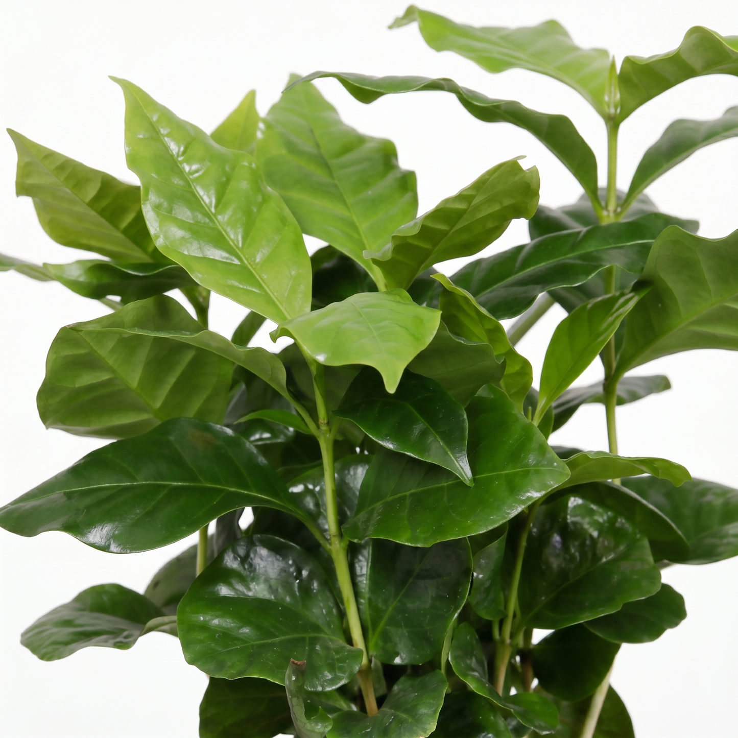Arabica Coffee; Coffea Arabica | 25cm
