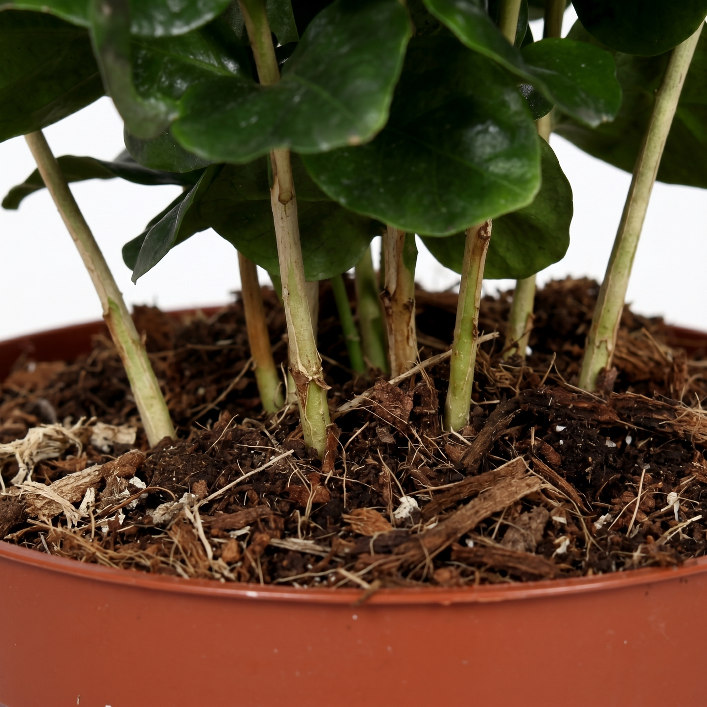 Arabica Coffee; Coffea Arabica | 25cm