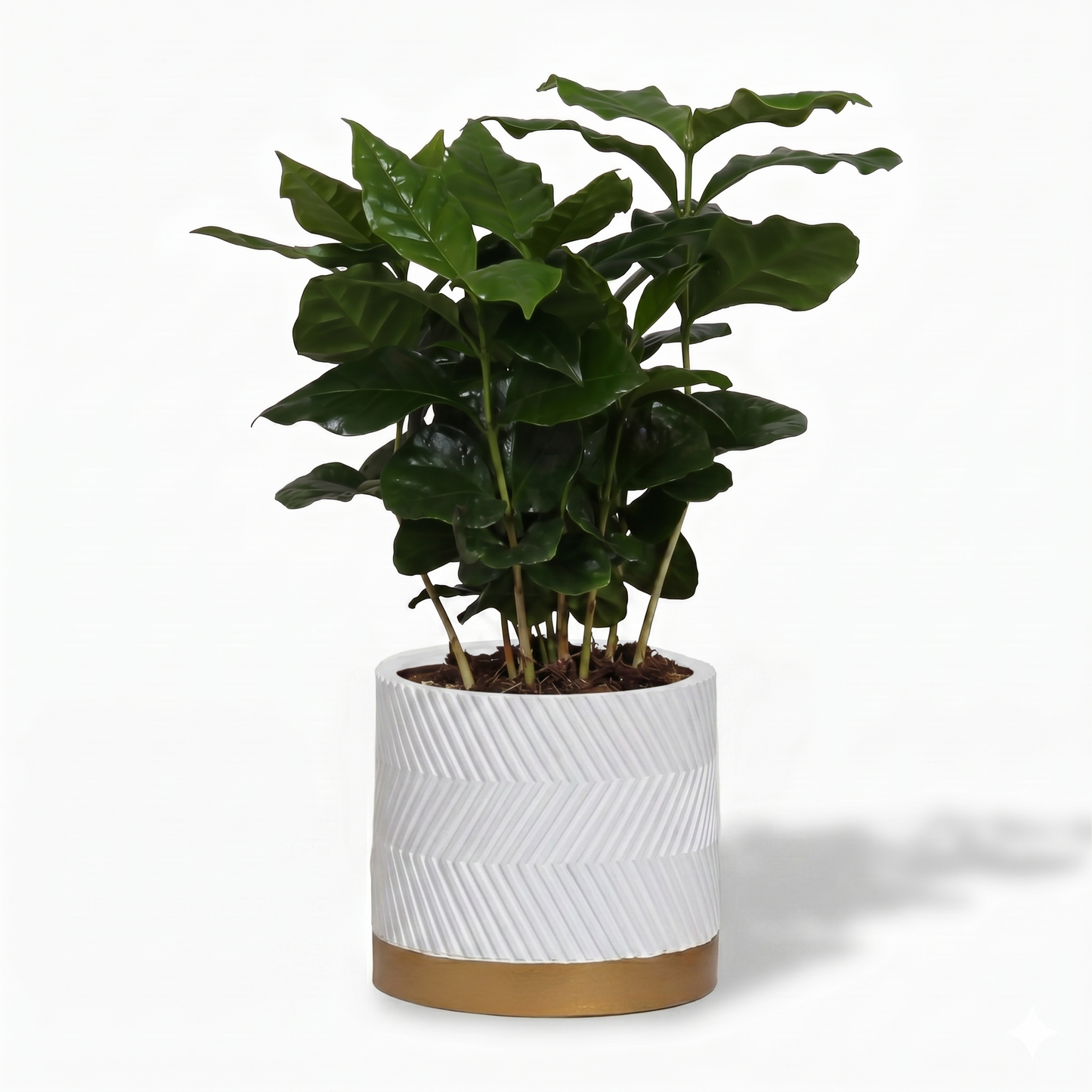 Arabica Coffee; Coffea Arabica | 25cm