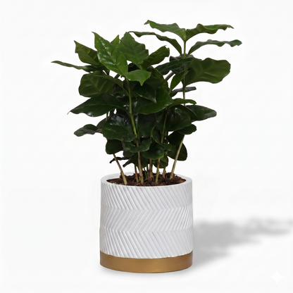 Arabica Coffee; Coffea Arabica | 25cm
