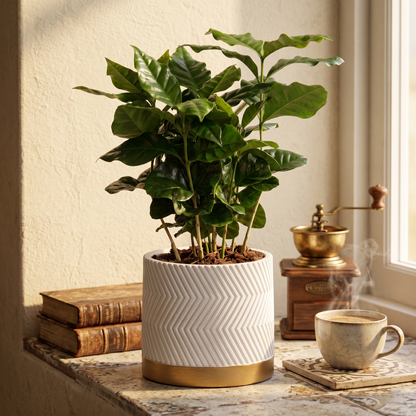 Arabica Coffee; Coffea Arabica | 25cm
