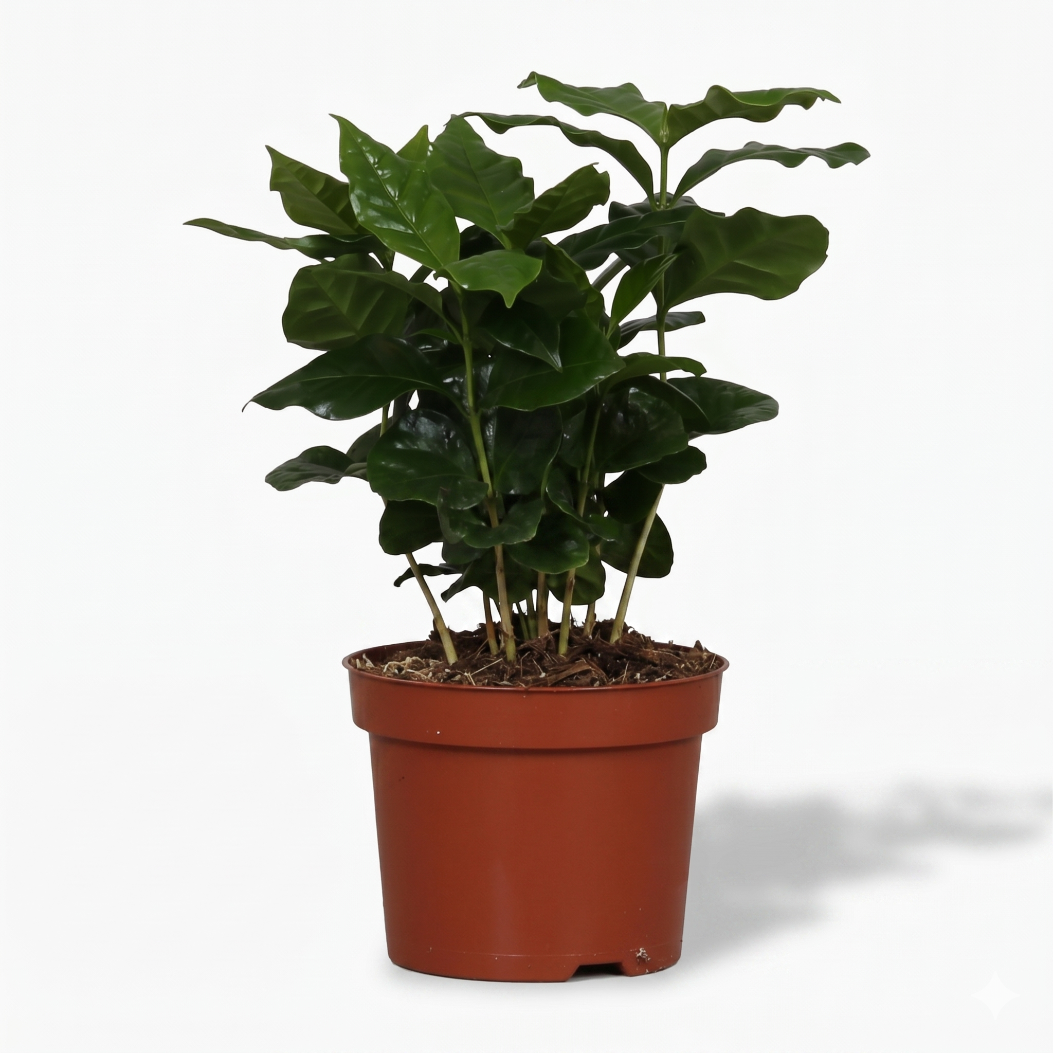 Arabica Coffee; Coffea Arabica | 25cm